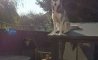 Fun Pic - Donnerstags Fun PicDump #166 - 17