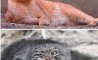 Fun Pic - Donnerstag Fun PicDump #298 - 4