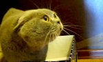 Funny Video : Monk Cat