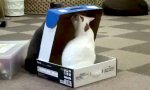 Cat in the Box