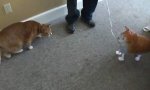 Movie : Cat vs Balloon