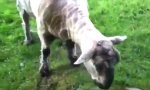 Funny Video : Die Rache des Pedo-Schafs