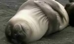 Funny Video : Kuschelpartie mit Seehunden