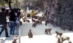 Affen-Hochgeschwindigkeits-Füttern