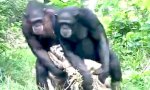 Movie : Schimpansen im Gleichschritt