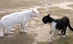 Katzenkampf-Regel No1