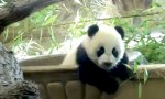 Movie : Panda Face Plant