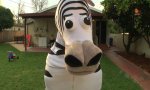 Funny Video : Dope Zebra
