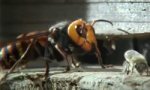 Lustiges Video - Bienen vs Japanische Riesenhornisse