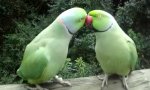 Movie : Birds of Eden beim Flirten