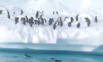 Pinguin Hochsprung