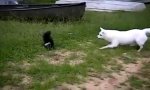 Hund vs Skunk