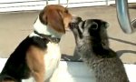 Funny Video - Waschbärzahnarzt