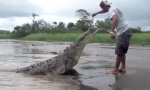 Krokodilfütterung