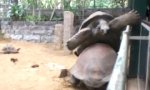 Lustiges Video - Dramatischer Schildkröten-Sex