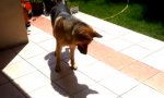 Lustiges Video : Hund vs Schatten
