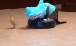 Lustiges Video : Katzen-Roboter-Hai auf der Jagd