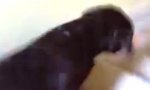 Hund auf der Treppe