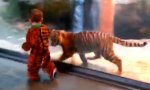 Funny Video : Kleiner Tiger-Freund