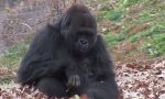 Gorilla und sein Laub