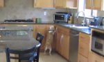 Movie : Hund vs Heißes Hühnchen