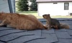 Katze und Eichhörnchen