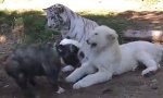 Mutige Bulldogge vs Löwe und Tiger
