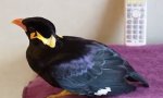 Lustiges Video - Vogel spricht Japanisch