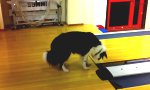 Hund inspiziert Bowling-Bahn