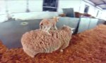 Movie : Sheep Surfing