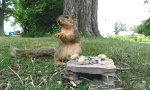 Lustiges Video : Dankbares Eichhörnchen