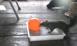 Funny Video : Eichhörnchen entdeckt Wasserballon