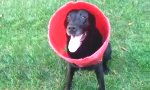 Lustiges Video : Ein Hund und sein Eimer