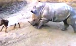 Baby-Nashorn immitiert Ziege