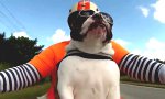 Lustiges Video : Badass Biker Dogge