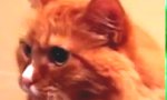 Movie : Katze mit Klebeband-Syndrom