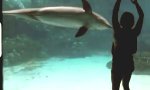 Wie man einen Delfin zum Lachen bringt