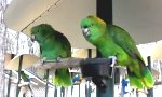 Altes Papageien-Ehepaar