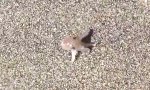 Movie : Baby-Tintenfisch auf Strandspaziergang