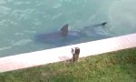 Funny Video : Backyard Shark