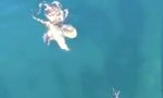 Funny Video - Oktopus auf Krabbenjagd