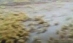 Lustiges Video : Chicks drehen beim Konzert durch