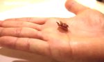 Lustiges Video : Origami Roboter