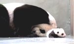 Movie : Panda Baby trifft seine Mutter
