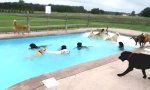 Tierische Poolparty