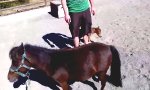Lustiges Video : Das kleinste Pferd der Welt?