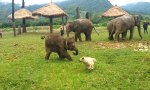 Babyelefant jagt Hund