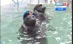 Russian Seals