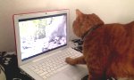 Lustiges Video : Katzenentertainment mit dem Laptop