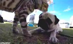 Movie : Eine Katze und 50 Hunde